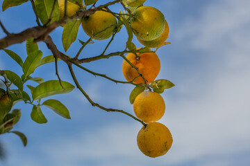 Oranges hanging from an orange tree