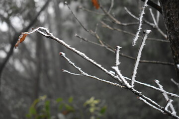 snow covered branches