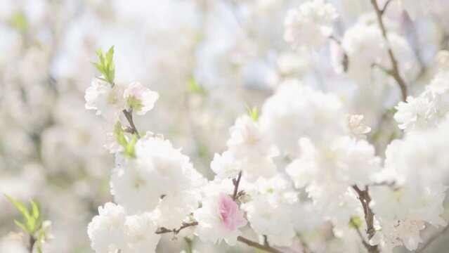 桃の花や桜のイメージ映像（ナチュラル）