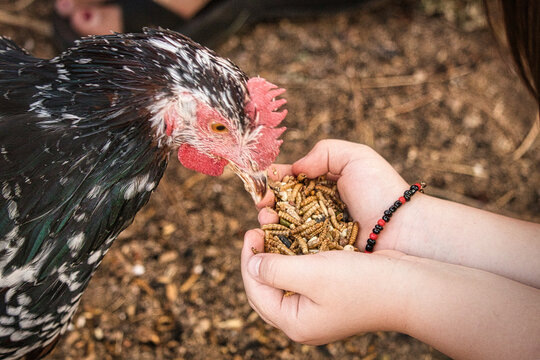 A hand feed chicken with mealworms