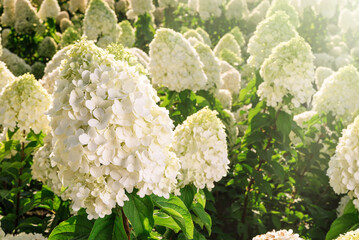 Selective focus on beautiful bush of blooming white Hydrangea or Hortensia flowers