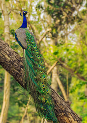 Obraz premium Peacock sitting on a tree