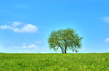 Fototapeta na wymiar Field is flat flat horizon on which lone beautiful tall oak tree grows, summer landscape in sunny warm weather, blue sky and clouds. Spring.