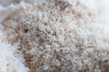 Hericium erinaceus mushroom monkey head mushroom, bearded tooth fungus, © TaylerDerden
