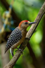 Red-crowned woodpecker red head bird with striped black and white wings sitting on a branch, tropical exotic bird in Colombia Latin America