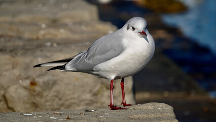 Ein Tag am Z&uuml;richsee