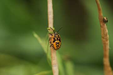 Pentatomidae. Eurydema dominulus , adult final instar nymph. Shield bug in garden. Selective focus