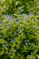 Brunnera macrophylla. Large green leaves and inflorescences with small blue flowers have formed...