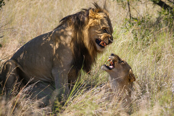 Lions mating in Pilanesberg National Park
