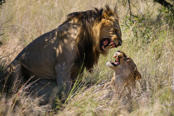 Lions mating in Pilanesberg National Park
