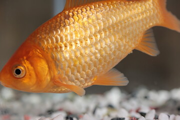 水槽を泳ぐ金魚、横向き