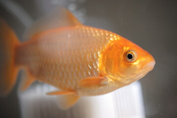 水槽を泳ぐ金魚、横向き