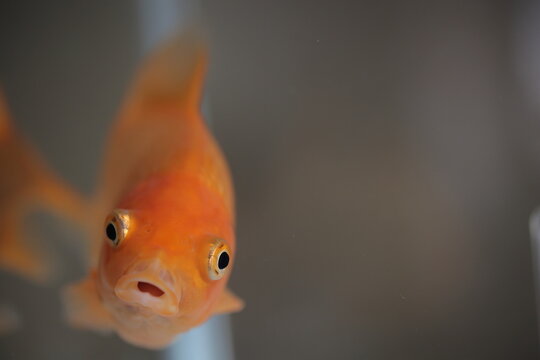 金魚 の画像 102 512 件の Stock 写真 ベクターおよびビデオ Adobe Stock 金魚 の画像 102 512 件の Stock 写真 ベクターおよびビデオ Adobe Stock