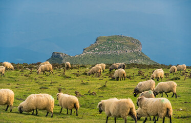 Escena de un rebaño de ovejas al sol con el monte Tologorri al fondo
