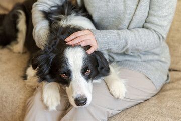 Unrecognizable woman playing with cute puppy dog border collie on couch at home indoor. Owner girl stroking holding dog friend sitting on sofa. Love for pets friendship support team concept