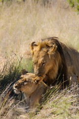 Lions mating in Pilanesberg National Park