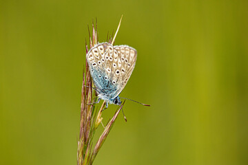 Argus bleu Posé Sur une graminée bokeh vert