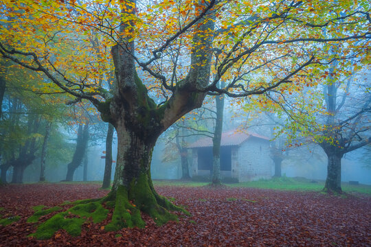 Escena de la hermita de Santo Cristo de Urkiola entre la niebla y el color oto&ntilde;al