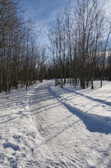 Snowy Hiking Trail in Elk Island