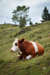 Fototapeta na wymiar Cow relaxing at a hillside