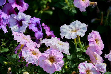 pink and white flowers