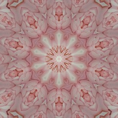 pink and white flower