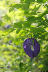 Butterfly Pea