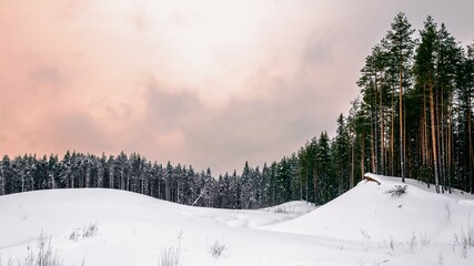 Winter view of the pine forest. forest landscape