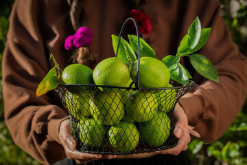 Girl Holding Basket of Limes Under the Sun
