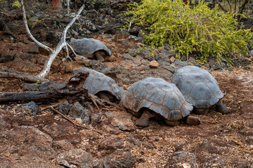 GALAPAGOS TURTLE