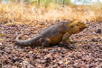 
GALAPAGOS IGUANA