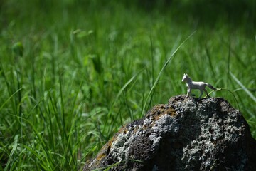 Caballo miniatura en las montañas 