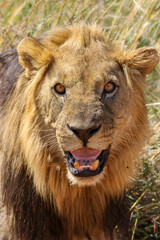 Male Lion, Pilanesberg National Park
