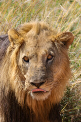 Male Lion, Pilanesberg National Park