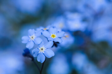 Forget-me-not