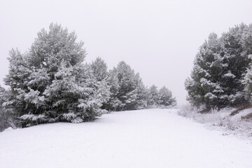 Christmas print with snow on the tree branches