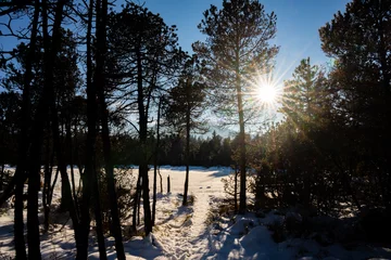 Foto auf Leinwand Wald, Schnee, Winter, Sonne, Bäume © aBSicht