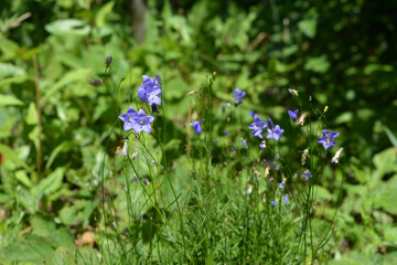 Small violet bellflowers on green background.