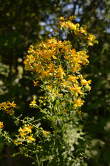 Saint-John's-wort (Hypericum) with beautiful yellow flowers in summer sunny day