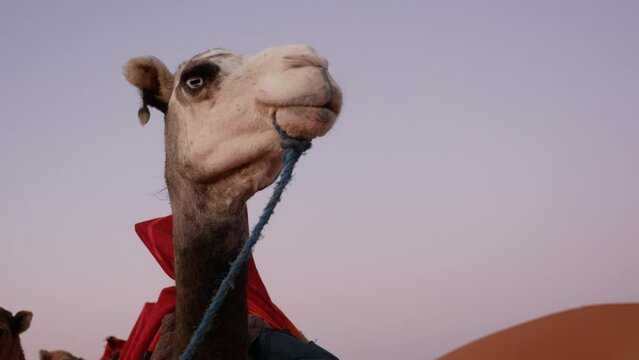 Close up view of a camel in Merzouga desert, Morocco.