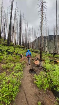 Video of a female hiking through a dead burned forest