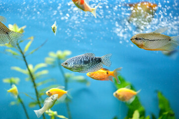 Colorful exotic fish swimming in deep blue water aquarium with green tropical plants