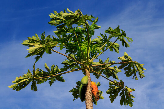 Papaya