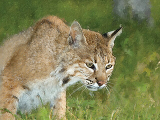 Obraz premium Digital oil painting of babcat