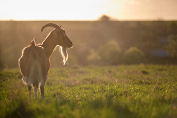 Domestic milk goat with long beard and horns grazing on green farm pasture on summer day. Feeding...