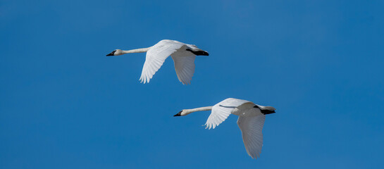 Trumpeter swans in flight Deere Parkes wildlife management area Idaho