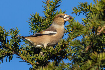 Female Hawfinch Eating