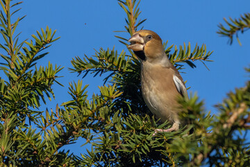 Female Hawfinch