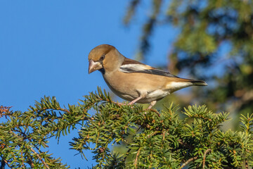 Female Hawfinch
