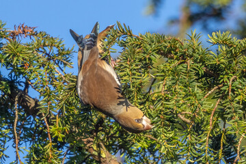 Female Hawfinch